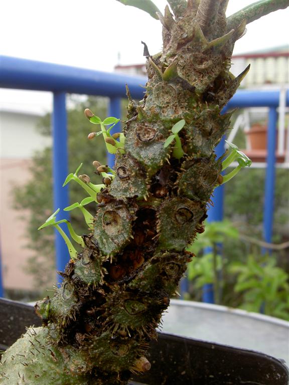 Myrmecodia echinata, seedlings on stem 2